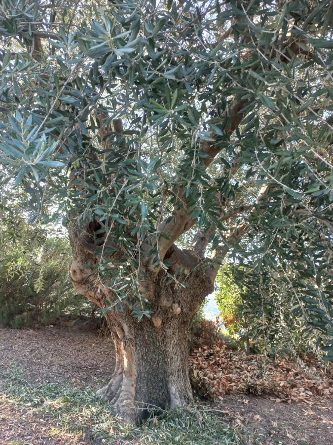 Profumo di Campagna Bed and Breakfast Colonnella Esterno foto